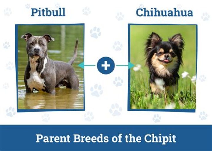 The Perfect Blend: Pitbull and Chihuahua Mix